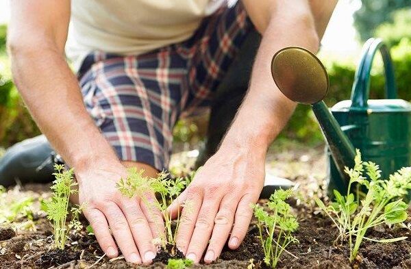 6 Manfaat Hobi Berkebun untuk Kesehatan: Manfaat Hobi Berkebun yang Diakui Ahli