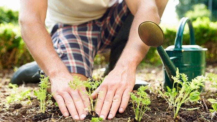 6 Manfaat Hobi Berkebun untuk Kesehatan: Manfaat Hobi Berkebun yang Diakui Ahli