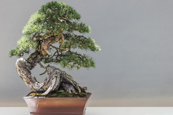 5 Tanaman Hias yang Melambangkan Kekuatan, Bawa Energi Positif ke Rumah